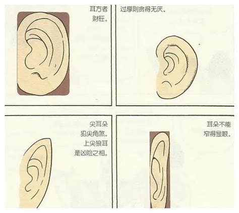 耳相分析|十六种耳朵面相图文分析三六风水网